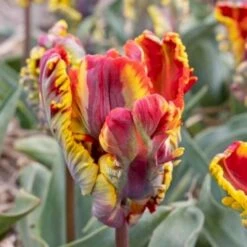 Tulipan 'Rasta Parrot' Tulips 'Rasta Parrot' Blomsterløg, Antal Pr. Pakke, Ca. 5 Stk.