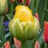Tulipan 'Vanille Coupe' Tulips 'Vanille Coupe' Blomsterløg, Antal Pr. Pakke, Ca. 5 Stk. -Siriu Planter Butik p36198 50466 tulips vanille coupe 1e40