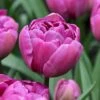 Tulipan 'Double Lilac' XXL Tulips 'Double Lilac' Blomsterløg, Antal Pr. Pakke, Ca. 15 Stk. -Siriu Planter Butik p36213 50103 tulips double lilac 8e7a