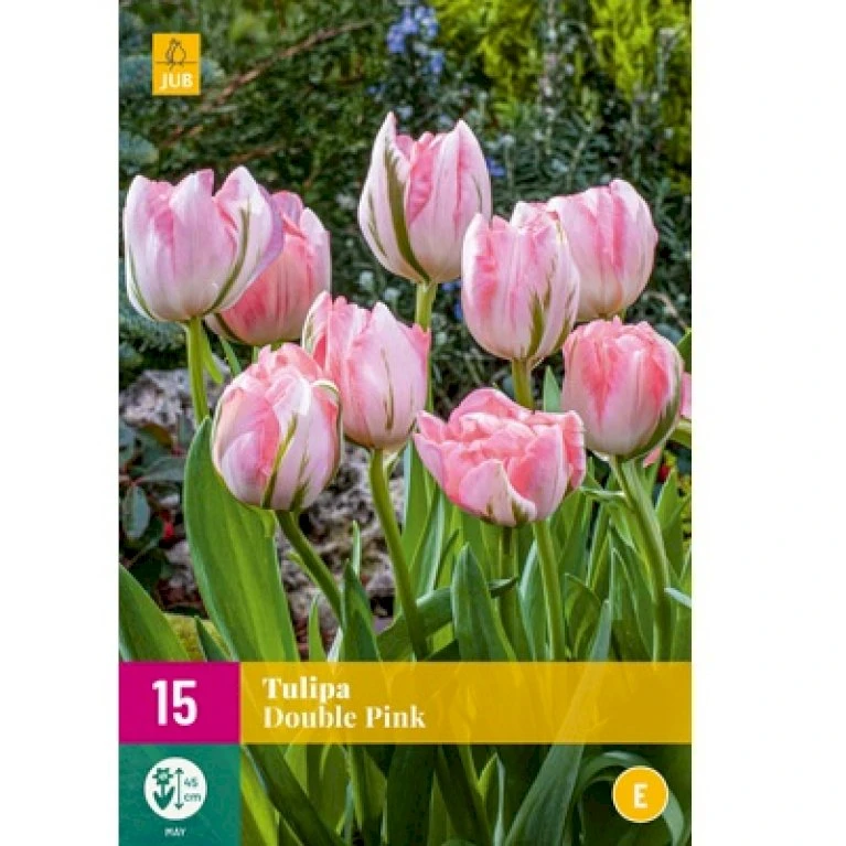 Tulipan 'Double Pink' XXL Tulips 'Double Pink' Blomsterløg, Antal Pr. Pakke, Ca. 15 Stk. 4 Tulipan 'Double Pink' XXL Tulips 'Double Pink' Blomsterløg, Antal Pr. Pakke, Ca. 15 Stk. - Billede 2