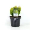 Dværg Ædelcypres 'Minima Aurea' Chamaecyparis Lawsoniana 'Minima Aurea' Potte 3,0 Liter,- 25-30 Cm. -Siriu Planter Butik p3631 38785 image 519a