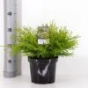 Solcypres 'Kamarachiba' Chamaecyparis Obtusa 'Kamarachiba' Potte 3,0 Liter,- 25-30 Cm. -Siriu Planter Butik p3635 33427 chamaecyparis obtusa kamarachiba d6d0