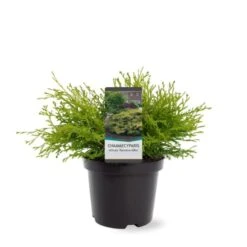 Solcypres 'Kamarachiba' Chamaecyparis Obtusa 'Kamarachiba' Potte 3,0 Liter,- 25-30 Cm. -Siriu Planter Butik p3635 38787 image 49fc