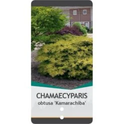 Solcypres 'Kamarachiba' Chamaecyparis Obtusa 'Kamarachiba' Potte 3,0 Liter,- 25-30 Cm. -Siriu Planter Butik p3635 38788 image c7af