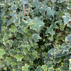 Småbladet Efeu 'Goldchild' Hedera Helix 'Goldchild' Potte 2,0 Liter,- Opbundet