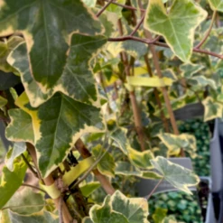 Småbladet Efeu 'Goldchild' Hedera Helix 'Goldchild' Potte 2,0 Liter,- Opbundet -Siriu Planter Butik p36652 48698 hedera helix goldchild 6e60