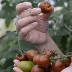 Kirsebærtomat 'Bronzy' Øko Solanum Lycopersicum 'Bronzy' Frøpose, Antal Pr. Pakke, Ca. 4 Stk. -Siriu Planter Butik p36914 54680 solanum lycopersicum bronzy 9744
