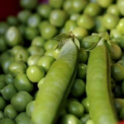 Lav Marvært 'Kelvedon Wonder' Øko Pisum Sativum 'Kelvedon Wonder' -Siriu Planter Butik p36931 54686 pisum sativum kelvedon wonder a2a8