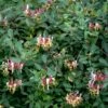 Almindelig Kaprifolia (Gedeblad) Lonicera Periclymenum Potte 2,0 Liter,- Opbundet