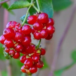 Almindelig Kaprifolia (Gedeblad) Lonicera Periclymenum Potte 2,0 Liter,- Opbundet -Siriu Planter Butik p3708 48752 lonicera periclymenum 75b8