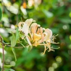 Almindelig Kaprifolia (Gedeblad) Lonicera Periclymenum Potte 2,0 Liter,- Opbundet -Siriu Planter Butik p3708 50617 lonicera periclymenum 8f26