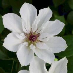 Evison Klematis 'Ninon'® Clematis Evison 'Ninon'® Potte 2,0 Liter,- Opbundet 60-100 Cm -Siriu Planter Butik p37091 50558 clematis evison ninon 2817