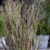 Staudehirse 'Cheyenne Sky' Panicum Virgatum 'Cheyenne Sky' 1 Liter Potte -Siriu Planter Butik p37210 51186 panicum virgatum cheyenne sky 563c