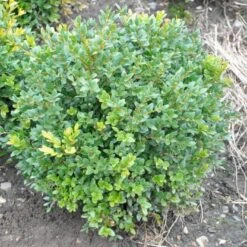Buksbom 'Norðîc® Chicagoland Green' Buxus 'Norðîc® Chicagoland Green' Med Klump,- 30-40 Cm.