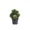 Bjergfyr 'Mops' Pinus Mugo 'Mops'(dværgform) Potte 5,0 Liter,- 25-30 Cm. -Siriu Planter Butik p3735 43357 pinus mugo mops dvaergform 8d41