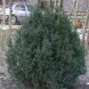 Almindelig Dværg Taks 'Thomsens Dwarf' Taxus Baccata 'Thomsens Dwarf' Med Klump,- 40-50 Cm. -Siriu Planter Butik p3736 53494 taxus baccata thomsens dwarf bb21