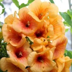 Trompetblomst 'Golden Trumpet'® Campsis Hybrid 'Golden Trumpet'® Potte 2,0 Liter,- Opbundet 60-100 Cm