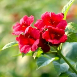 Trompetblomst 'Strombuli' Campsis Radicans 'Strombuli' Potte 2,0 Liter,- Opbundet -Siriu Planter Butik p37443 50542 campsis radicans strombuli 5dc0