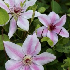 Klematis 'John Paul II' Clematis Hybrid 'John Paul II' Potte 2,0 Liter,- Opbundet 60-100 Cm