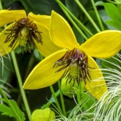 Guld-Skovranke 'Golden Harvest' Clematis Tangutica 'Golden Harvest' Potte 2,0 Liter,- Opbundet -Siriu Planter Butik p37447 50581 clematis tangutica golden harvest 463c