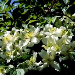 Bjerg-Skovranke 'Willsonii' Clematis Montana 'Willsonii' Potte 2,0 Liter,- Opbundet 60-100 Cm -Siriu Planter Butik p37450 48646 clematis montana willsonii 66e8