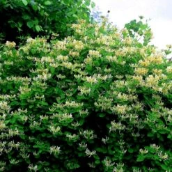 Siriu Planter Butik -Siriu Planter Butik p37458 48746 lonicera periclymenum graham thomas 56dc