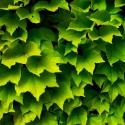 Siriu Planter Butik -Siriu Planter Butik p37460 48778 parthenocissus tricuspidata veitchii robusta cc63