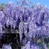 Japansk Blåregn 'Macrobotrys' Wisteria Floribunda 'Macrobotrys' Potte 2,0 Liter,- Opbundet -Siriu Planter Butik p37490 48959 wisteria floribunda macrobotrys 676f