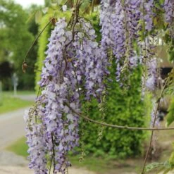 Japansk Blåregn 'Macrobotrys' Wisteria Floribunda 'Macrobotrys' Potte 2,0 Liter,- Opbundet -Siriu Planter Butik p37490 50706 wisteria floribunda macrobotrys 1339