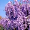 Japansk Blåregn Wisteria Floribunda Potte 2,0 Liter,- Opbundet -Siriu Planter Butik p37491 48963 wisteria floribunda 0391