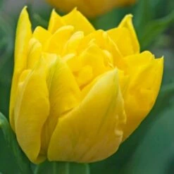 Tulipan 'Marie Jo' Tulips 'Marie Jo' Blomsterløg, Antal Pr. Pakke, Ca. 7 Stk.