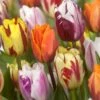 Tulipan 'Flaming Beauty' Mix Tulips 'Flaming Beauty' Mix Blomsterløg, Antal Pr. Pakke, Ca. 10 Stk. -Siriu Planter Butik p37533 50149 tulips flaming beauty mix 53b7