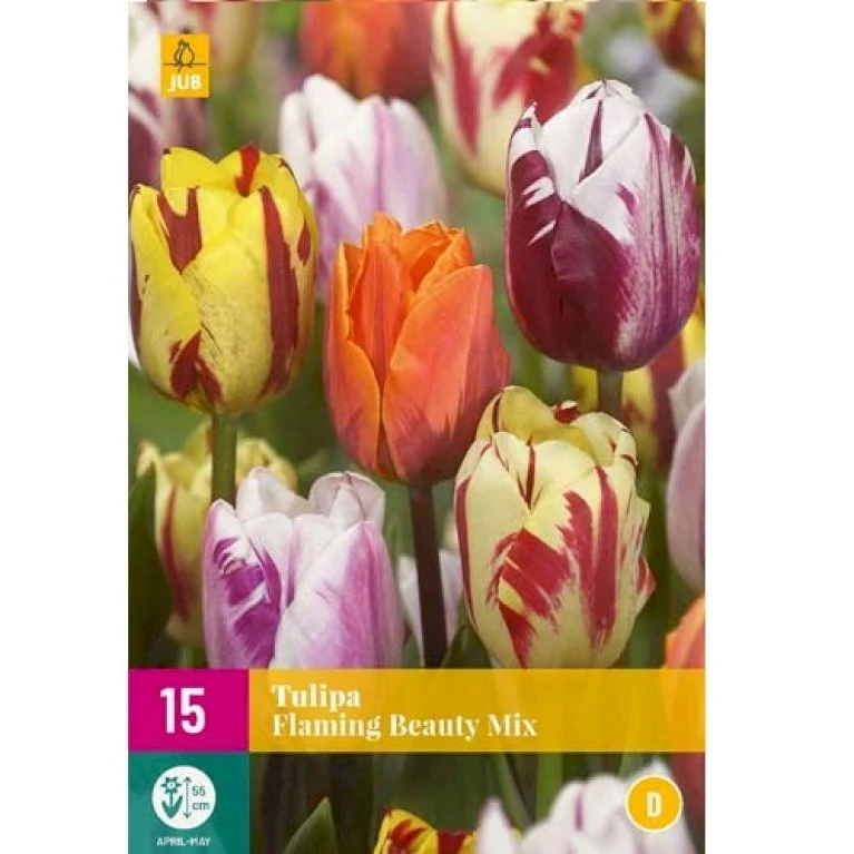 Tulipan 'Flaming Beauty' Mix Tulips 'Flaming Beauty' Mix Blomsterløg, Antal Pr. Pakke, Ca. 10 Stk. 4 Tulipan 'Flaming Beauty' Mix Tulips 'Flaming Beauty' Mix Blomsterløg, Antal Pr. Pakke, Ca. 10 Stk. - Billede 2
