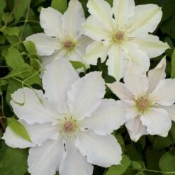Klematis 'Gladys Picard' Clematis Hybrid 'Gladys Picard' Potte 2,0 Liter,- Opbundet 60-100 Cm