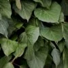 Kæmpe-Efeu Hedera Colchica Potte 2,0 Liter,- Opbundet 60-100 Cm -Siriu Planter Butik p37572 50712 hedera colchica 0641