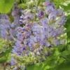 Japansk Blåregn 'Aunt Dee' Wisteria Floribunda 'Aunt Dee' Potte 2,0 Liter,- Opbundet 60-100 Cm -Siriu Planter Butik p37577 50741 wisteria floribunda aunt dee 28ea