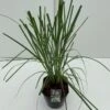 Pampasgræs Cortaderia Selloana 5 Liter Potte -Siriu Planter Butik p3767 42622 cortaderia selloana ed18
