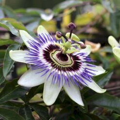 Passionsblomst Passiflora Caerulea Potte 2,0 Liter,- Opbundet