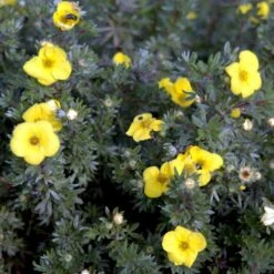 Gul Lav Buskpotentil 'Kobold' Potentilla Fruticosa 'Kobold' Plug + 2 år, 15-30 Cm. -Siriu Planter Butik p3970 54090 potentilla fruticosa kobold fe32