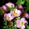 Pink Buskpotentil 'Lovely Pink' Potentilla Fruticosa 'Lovely Pink' Plug + 2 års, 20-40 Cm. -Siriu Planter Butik p3971 54091 potentilla fruticosa lovely pink b346