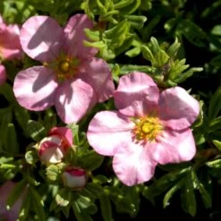 Pink Buskpotentil 'Lovely Pink' Potentilla Fruticosa 'Lovely Pink' Plug + 2 års, 20-40 Cm. -Siriu Planter Butik p3971 54093 potentilla fruticosa lovely pink 8fdc