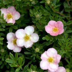 Pink Buskpotentil 'Lovely Pink' Potentilla Fruticosa 'Lovely Pink' Plug + 2 års, 20-40 Cm. -Siriu Planter Butik p3971 54094 potentilla fruticosa lovely pink 9c3c