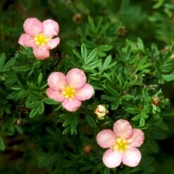 Pink Buskpotentil 'Lovely Pink' Potentilla Fruticosa 'Lovely Pink' Plug + 2 års, 20-40 Cm. -Siriu Planter Butik p3971 54095 potentilla fruticosa lovely pink 7321
