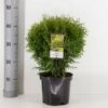 Thuja 'Little Giant' Thuja Occidentalis 'Little Giant'(dværgform) Potte 3,0 Liter,- 25-30 Cm. -Siriu Planter Butik p4040 33879 thuja occidentalis little giant 8022