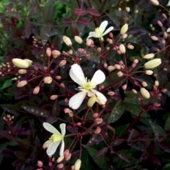 Staudeklematis 'Purpurea' Clematis Recta 'Purpurea' Potte 2,0 Liter,- Opbundet 60-100 Cm -Siriu Planter Butik p4088 48649 clematis recta purpurea e433
