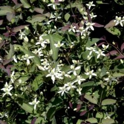 Staudeklematis 'Purpurea' Clematis Recta 'Purpurea' Potte 2,0 Liter,- Opbundet 60-100 Cm -Siriu Planter Butik p4088 48650 clematis recta purpurea aeb6