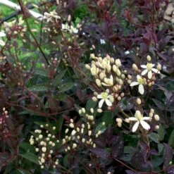 Staudeklematis 'Purpurea' Clematis Recta 'Purpurea' Potte 2,0 Liter,- Opbundet 60-100 Cm -Siriu Planter Butik p4088 48651 clematis recta purpurea cb7d