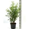 Portugisisk Laurbærkirsebær Prunus Lusitanica 'Angustifolia' Potte 5,0 Liter,- 60-80 Cm. -Siriu Planter Butik p4217 52634 prunus lusitanica angustifolia 6df0