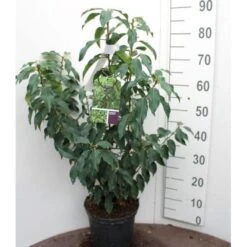 Portugisisk Laurbærkirsebær Prunus Lusitanica 'Angustifolia' Potte 5,0 Liter,- 60-80 Cm. -Siriu Planter Butik p4217 52635 prunus lusitanica angustifolia e36c