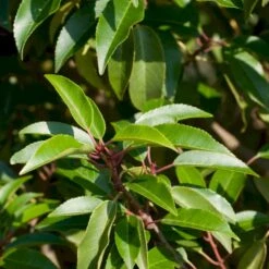 Portugisisk Laurbærkirsebær Prunus Lusitanica 'Angustifolia' Potte 5,0 Liter,- 60-80 Cm. -Siriu Planter Butik p4217 52812 prunus lusitanica angustifolia 7ebe